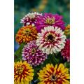 20+ Zinnia Flower Seeds - Whirlygig Mix Color Seeds. 