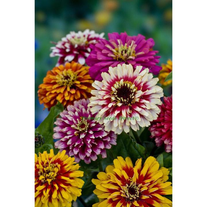 20+ Zinnia Flower Seeds - Whirlygig Mix Color Seeds