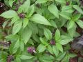 Niaz Bo Basil Herb Seeds - Thai Large Leaved. 
