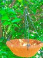 Coconut Basket Wall Hanging Pot - Haning Coir Basket (Coconut Husk) - (Without Flowers) Hanging Basket Only Flower Basket. 