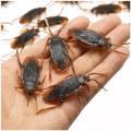 5-10Pcs Funny Scared Trick Joke Toys Special Lifelike Model Simulation Rubber Cockroach Scorpion Gecko Snake Roaches Toy. 