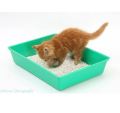 Litter Tray for Kittens ( Small Size upto 6 month Cat. 