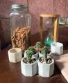 Mini cactus real plants in pots, rooted succulent plants in soil and assorted pots. 