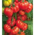 Tomatoes beefsteak op seeds vegetable seeds by hk dealer. 