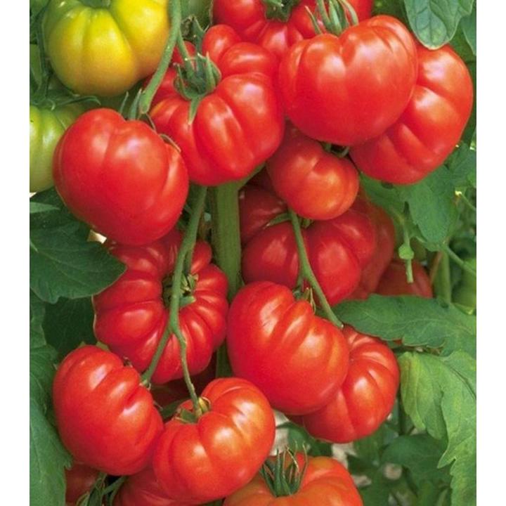 Tomatoes beefsteak op seeds vegetable seeds by hk dealer