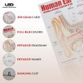 Human Ear Wall chart for Class rooms Decoration | HD Picture Presentation on 200 gram Laminated card 23*36 inches. 