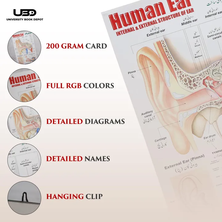 Human%20Ear%20Wall%20chart%20for%20Class%20rooms%20Decoration%20%7C%20HD%20Picture%20Presentation%20on%20200%20gram%20Laminated%20card%2023*36%20inches%20-%20Image%203