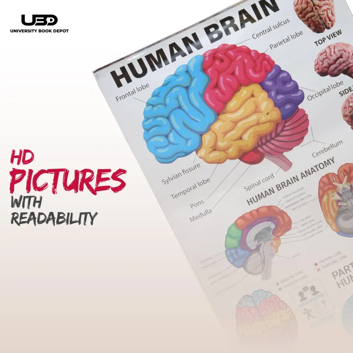 Human%20Brain%20Wall%20Chart%20for%20Classroom%20and%20School%20Decoration%20%7C%20HD%20Pictures%20Presentation%20on%20200%20grams%20laminated%20card%2023*36%20inches%20-%20Image%207