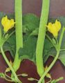 Tar / Kakri Armenian Cucumber Seeds - Kitchen Gardening Vegetable Seeds. 