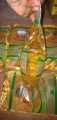 Sun Cooking Oil 900ml (1*5) Pouch. 