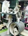 Imported - 2 in 1 Scratching Post For Cats. 