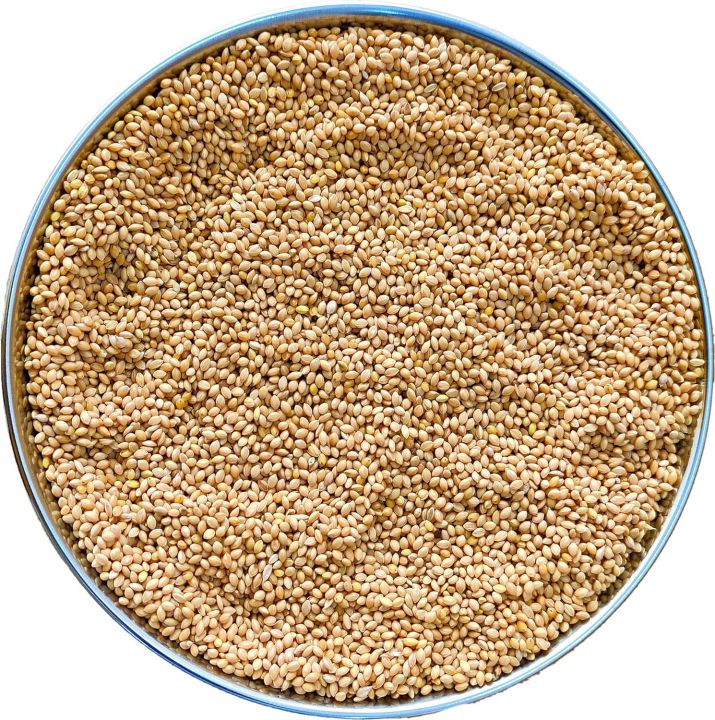 The%20Birds%20Company%20Foxtail%20Millet%20(Kangni),%20Bird%20Food%20for%20All%20Life%20Stages%20Canary,%20Finches,%20Waxbills,%20Budgies,%20Lovebirds,%20Cockatiels,%20Parrots%20&%20Parakeets,%20500%20grams%20pack%20-%20Image%202