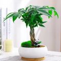 High Quality Bonsai Seeds (2pcs/bag) Pachira Tree Seeds for Sale Pachira Dwarf Money Tree Plant Seeds Lucky Plant Pachira Aquatica Tree Seeds for Planting Indoor Ornamental Plants Air Plants Real Live Plants for Sale Easy Planting Home Garden Decoration. 