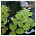 Water Spangles / Salvinia Minima - Easy-Care lowtec Aquatic Plants for Aquariums, Natural Filtration, Oxygenation, Water Quality Improver. 