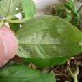 With Gift Ema Tox  (Emamectin Benzoate) 200ml For Plants Insects like emerican sundi laskri sundi. 