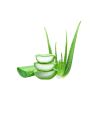 Green Aloe Vera Leaf filled with Gel. 