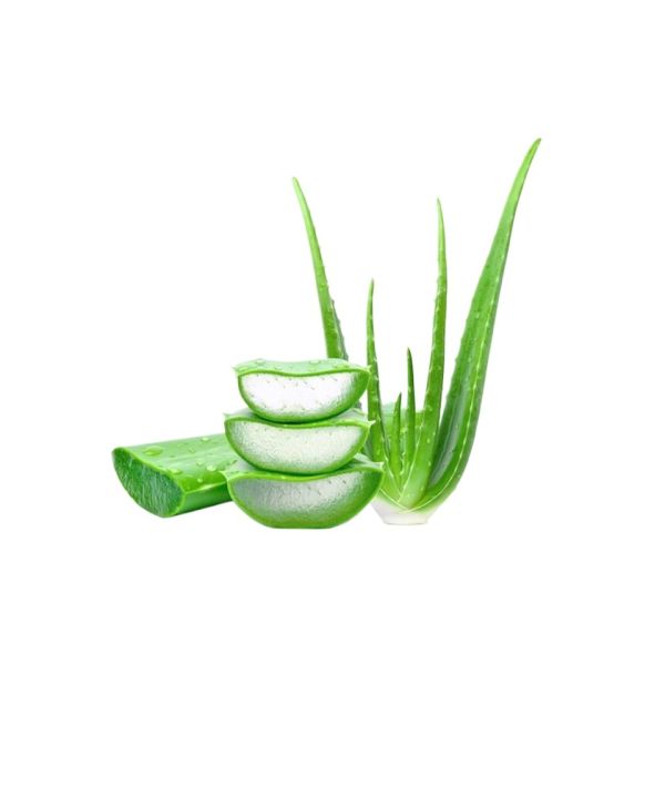 Green%20Aloe%20Vera%20Leaf%20filled%20with%20Gel%20-%20Image%203