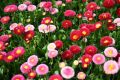 Seeds  - Bellis Perennis Pomponette Daisy Mix Seeds - Home Kitchen Gardening Flower Seeds. 