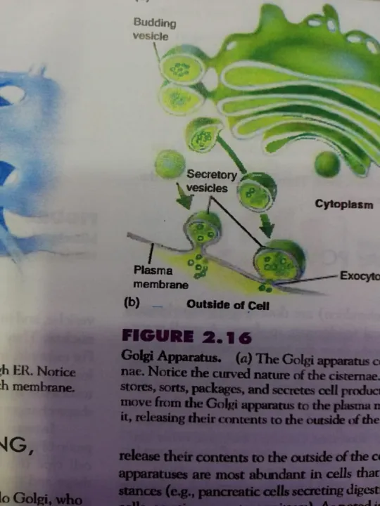 Zoology%205th%20Edition%20By%20Miller%20and%20Harley%20-%20Image%204