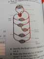 ambridge O Level Biology - Hodder Education. 