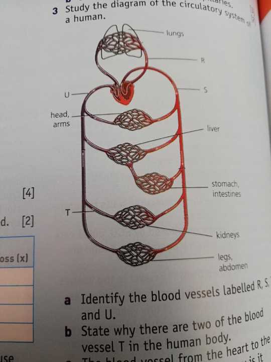 ambridge%20O%20Level%20Biology%20-%20Hodder%20Education%20-%20Image%208