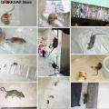 Invisible And Transparent Rat Killing Magic Carpet Rodents Moles Trap Rat Mice Trap Clear Invisible Mouse Glue Trap 120 x 28cm. 