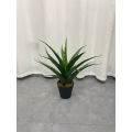 Imported artificial Yucca Plant with black Planter. 