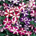 Petunia Nana Compacta Stars Mixed - Home Gardening Flower Seeds. 