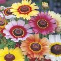 Gul e Dawoodi Chrysanthemum (Mum) Flower Seeds - Mixed Colours. 