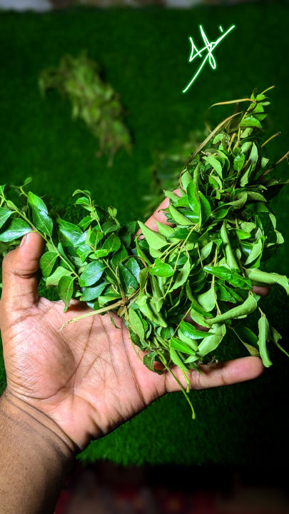 Premium Quality Curry Leaves Fresh (Kadi Patta) Best Quality Kurry Patta In Very Low Price Curry leaf