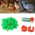 100 Pcs Pigeons Rings 8mm Identification Ring Opening Pigeon Ring Color Pigeon Foot Ring. 
