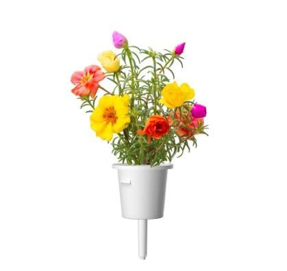 Moss%20Rose%20Plant%2010%20Cutting%20-%20Image%205