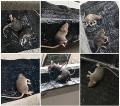 Mouse Trap Board - Mouse Carpet - Long Glue Sheet For Mice - Mouse Glue Trap - Mouse Glue Board - Rat Killer Trap - Rat Killer Glue Book - Rat Killer Glue - Heavy Glue Sheet For Mouse. 