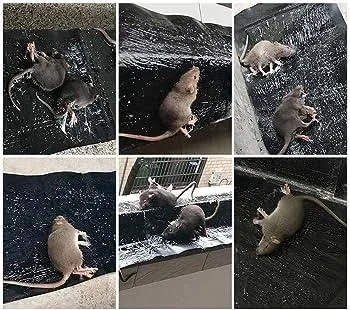 Mouse%20Trap%20Board%20-%20Mouse%20Carpet%20-%20Long%20Glue%20Sheet%20For%20Mice%20-%20Mouse%20Glue%20Trap%20-%20Mouse%20Glue%20Board%20-%20Rat%20Killer%20Trap%20-%20Rat%20Killer%20Glue%20Book%20-%20Rat%20Killer%20Glue%20-%20Heavy%20Glue%20Sheet%20For%20Mouse%20-%20Image%202