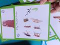 Urdu Hurf-e-Tahaji Flash Card. 