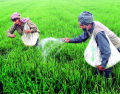 Urea Fertilizer (1 Kg Pack) High Quality Water Soluble For All Plants & Gardening Fertilizer - Agriculture.. 