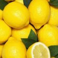 Lemon Fertilizer for Plants – Boosts Flowering & Fruiting | Balanced Citrus Feed for Container Lemons, Rooftop Pots & Garden Trees – Moji Mall. 