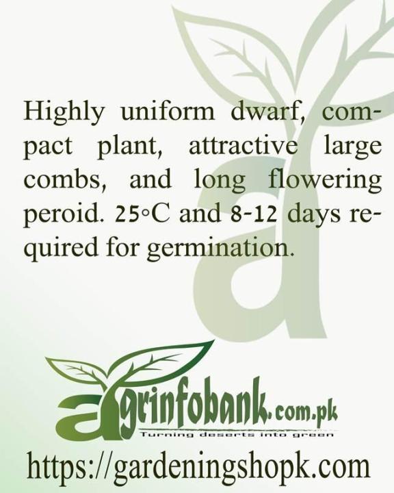 Cockscomb%20Amigo%20Scarlet%20-%20Image%204