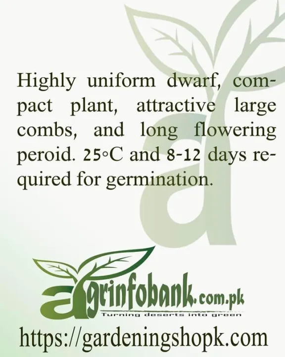 Cockscomb%20Amigo%20Scarlet%20-%20Image%204