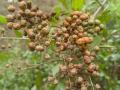 Hena / Sabz Mehndi Seeds - High Germination Rate. 