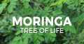 DR MED Moringa Hair Mask - Professional Treatment for Hair Repair, Nourishment Beauty & Revitalizing Moringa Hair Care Treatment- 220g. 