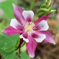 Rose Star Columbine Flower Seeds. 