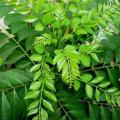 Curry leaves (کڑی پتہ). 