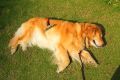 Royal Pet Comb Extra-Large Rake Comb Grooming Brush Deshedding Tool Beauty Comb for Large Dogs Golden Retriever Husky German Shepherd. 