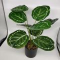 FEJKA ARTIFICIAL POTTED PLANT / BONSAI / HOME DECOR / DECORATION / POKOK TIRUAN / POKOK MONSTERA. 