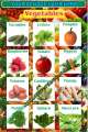 English No.6315 - Vegetables Vegetable Name English - Chart Graphics Flex sheet Panaflex Penaflex pana pena flex for Learning Education and Decoration of Class Room of School and College with customise Your School and Teacher Name. 