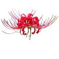 4 Bulb Red Lycoris Radiata (Spider Lily Red). 