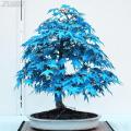 5 Japanese Blue Maple Bonsai Tree Seeds. 