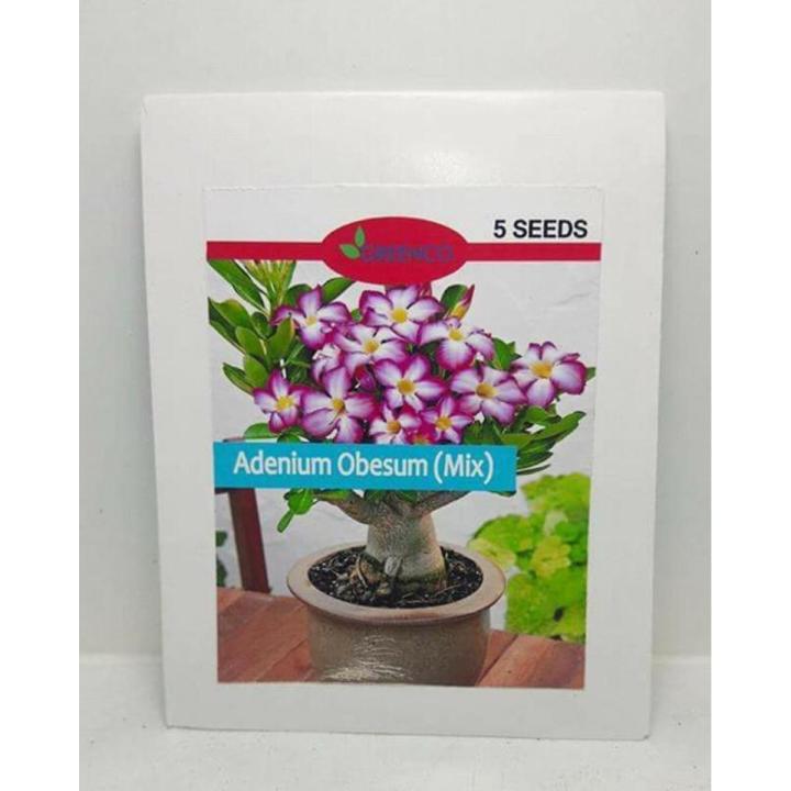 5 Seeds Adenium Obesum Bonsai Branded Pack Caudex Flower