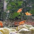 DIY pet monkey ees kids science and nature live sea monkeys life kit developmental toy Telur Fairy Shrimp Sea Thailand Mudah Tetas Tampa Pump Betta Fish Ikan laga/BBS/Kutu Air/Seaa Monkey growing instant egg. 